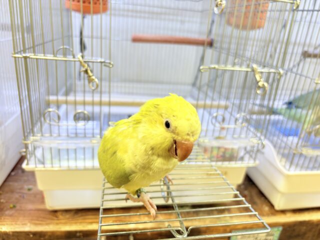 オキナインコ
