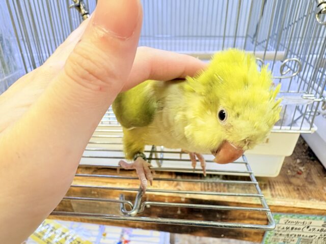オキナインコ