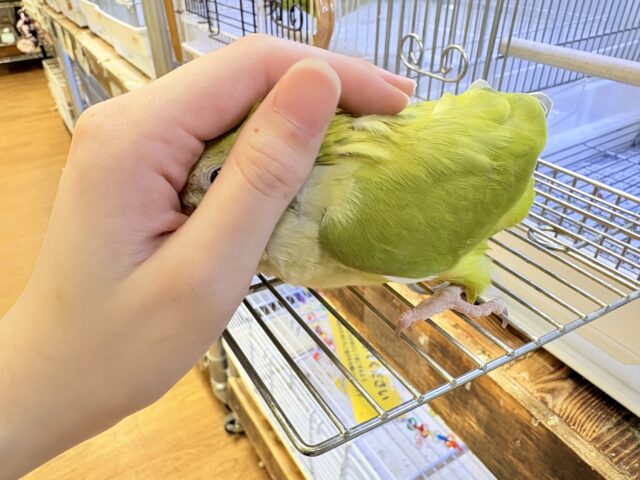 オキナインコ