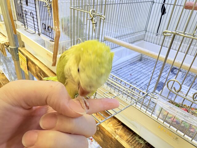 オキナインコ