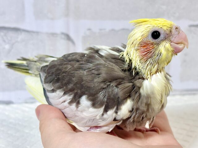 オカメインコ