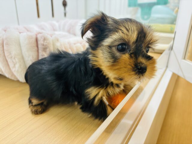 ヨークシャテリア