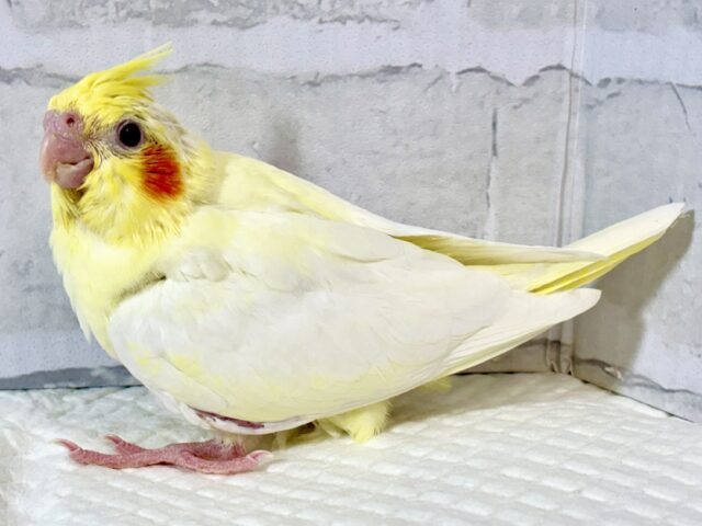 オカメインコ
