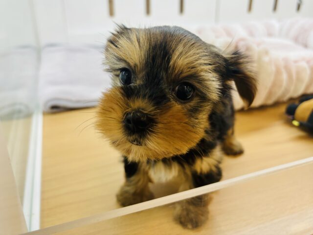 ヨークシャテリア