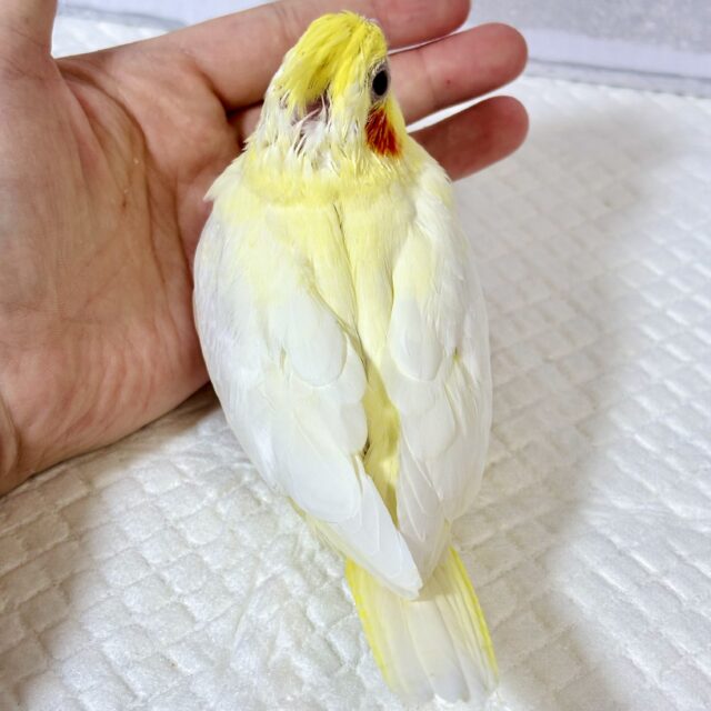 オカメインコ