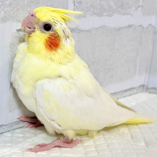 オカメインコ ルチノー 🌕✨💛