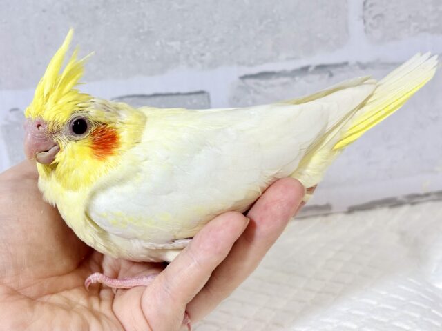 オカメインコ