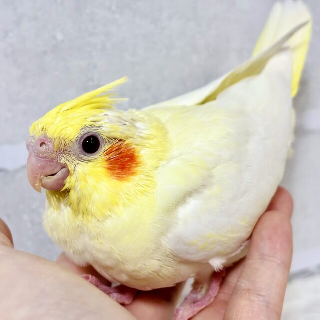 オカメインコ