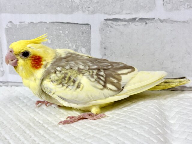オカメインコ