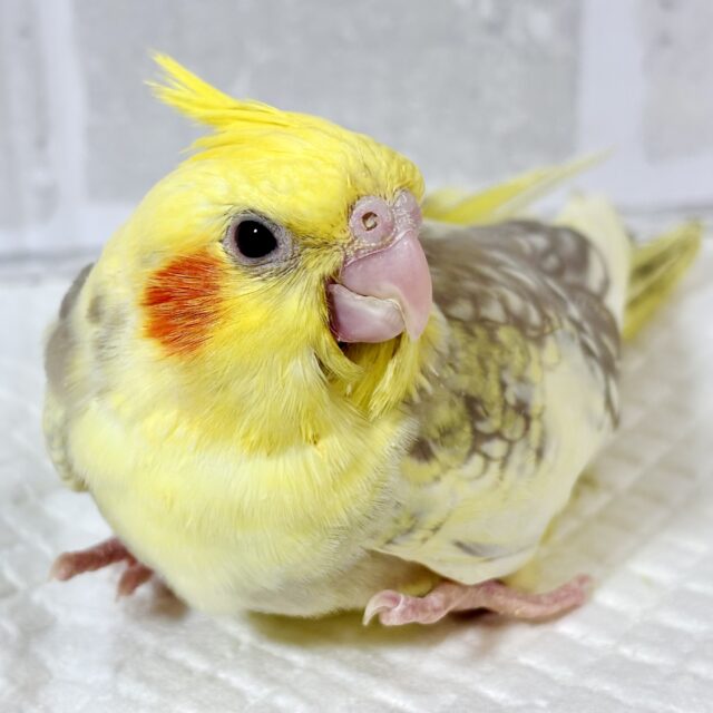 オカメインコ シナモンパールパイド 🧡⚪️✨️