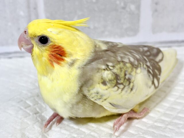 オカメインコ