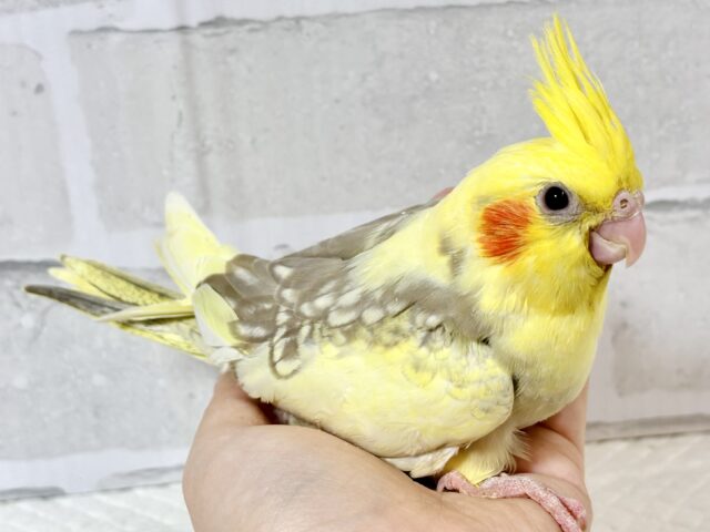オカメインコ