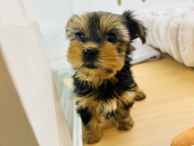 ヨークシャテリア