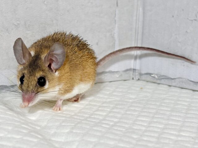 カイロトゲマウス