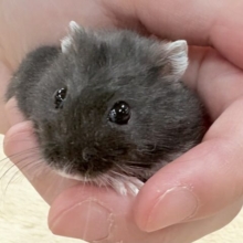 再来‼️真っ黒黒のお団子さん🍡ブラックジャンガリアンハムスター(男の子)
