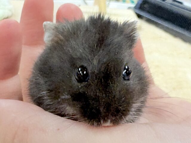 ジャンガリアン