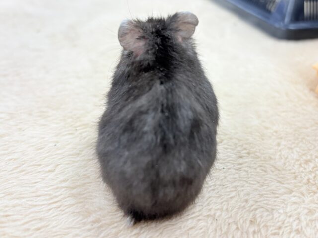 ジャンガリアン