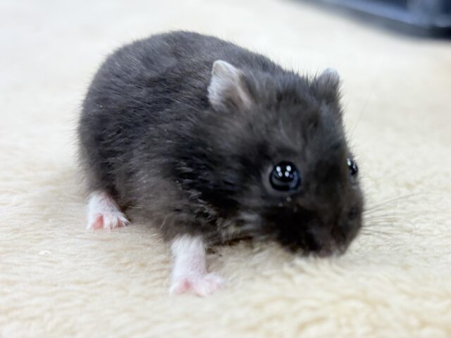 ジャンガリアン