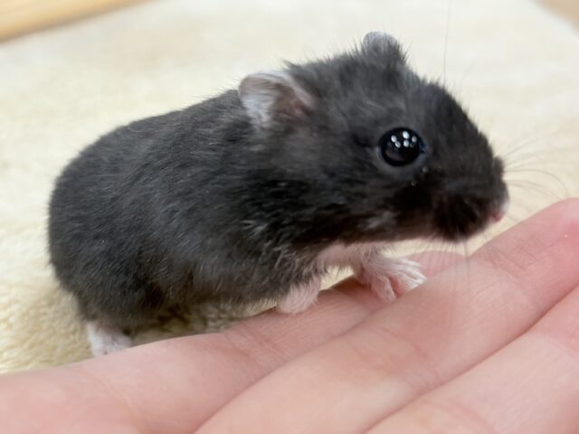 ジャンガリアン