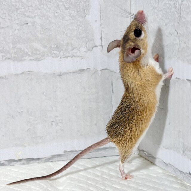 カイロトゲマウス