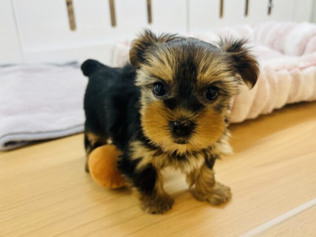 ヨークシャテリア