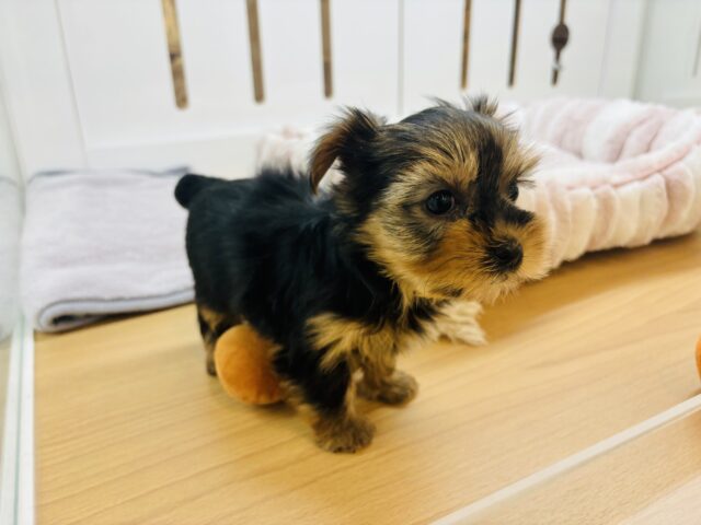 ヨークシャテリア