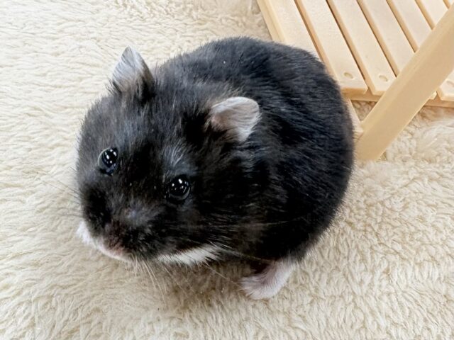 💖‼️可愛すぎ注意‼️💖ブラックジャンガリアンハムスター(女の子)