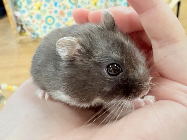 ジャンガリアン