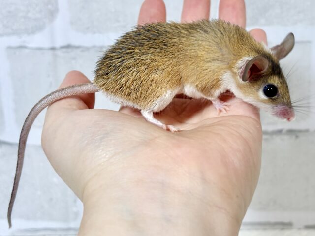 カイロトゲマウス