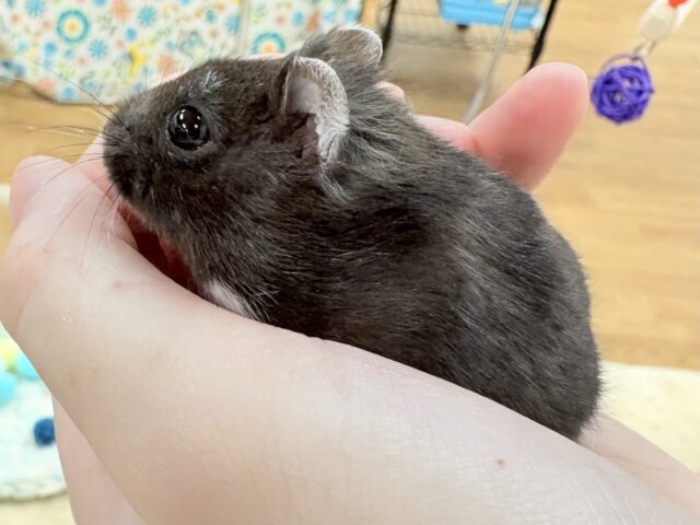 ジャンガリアン