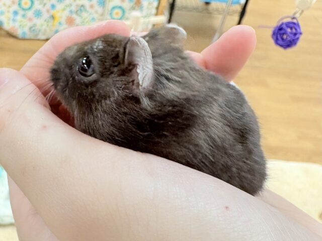 ジャンガリアン