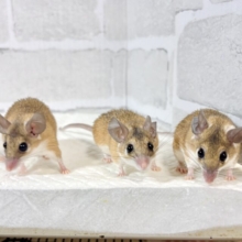 カイロトゲマウスちゃんず  🐭🏜️𖤐´-