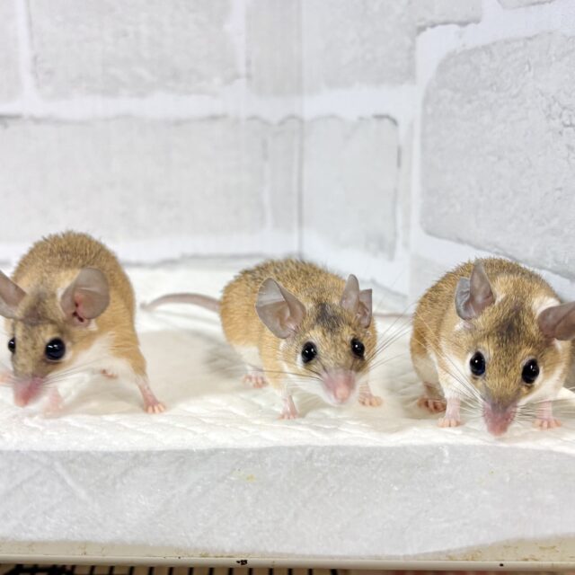 カイロトゲマウスちゃんず 🐭🏜️𖤐´-