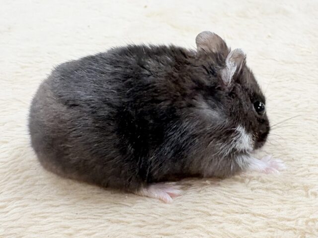 ジャンガリアン