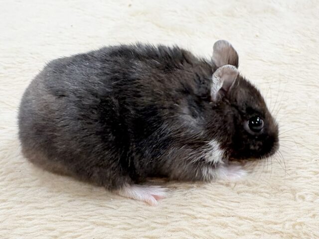 ジャンガリアン