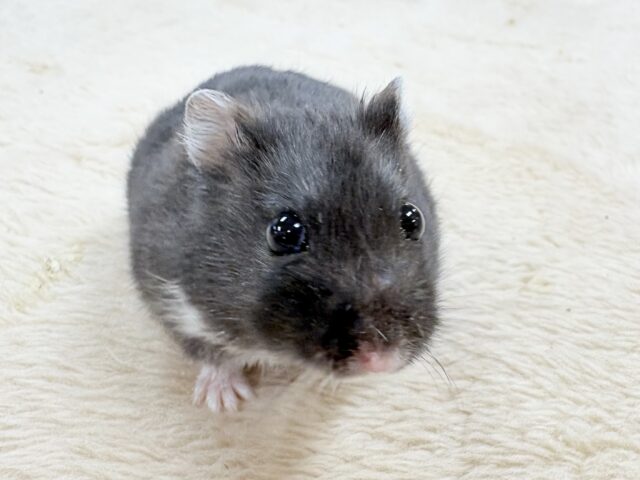 ジャンガリアン