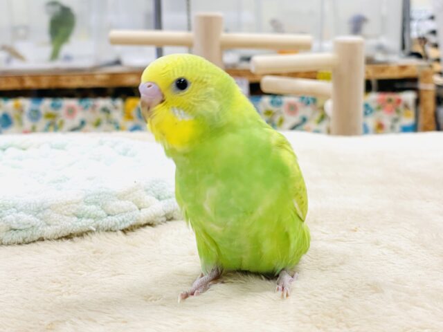 セキセイインコ