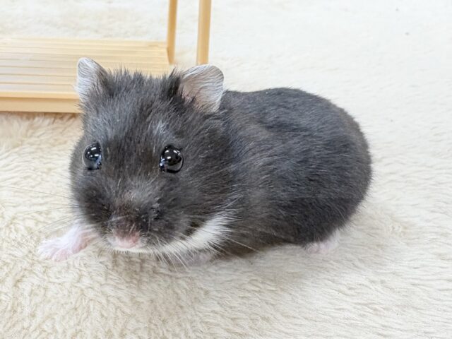 ジャンガリアン