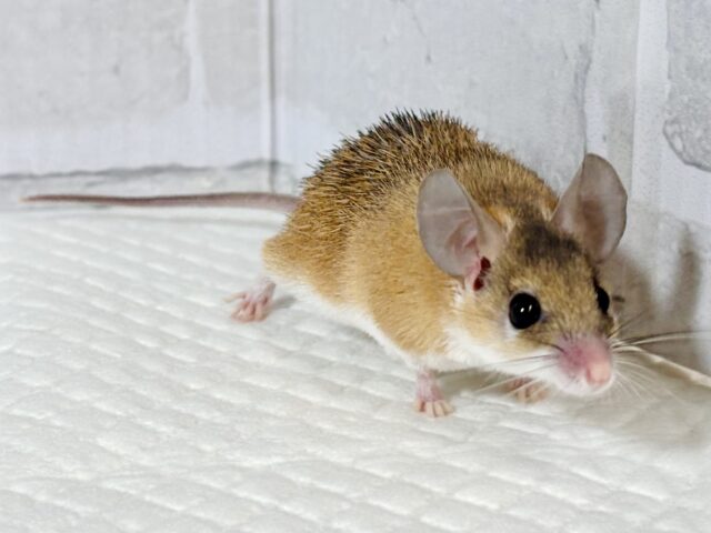 カイロトゲマウス