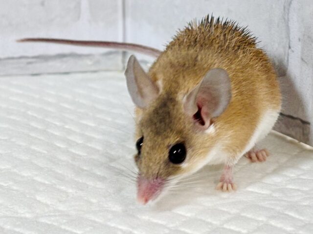 カイロトゲマウス