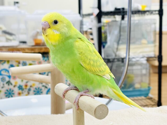 セキセイインコ
