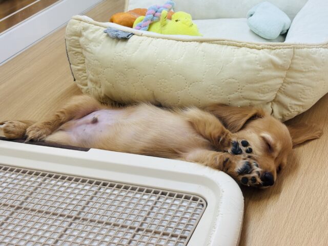 ミニチュアダックス