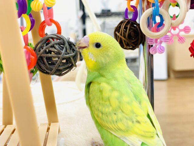 セキセイインコ