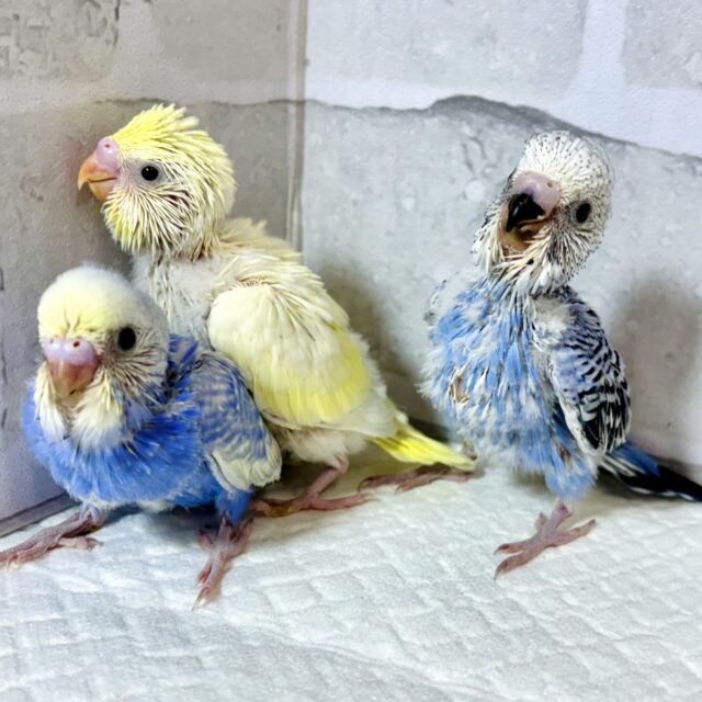 秋風が吹く中セキセイインコちゃんず来てくれました〜🎃🍁🌰