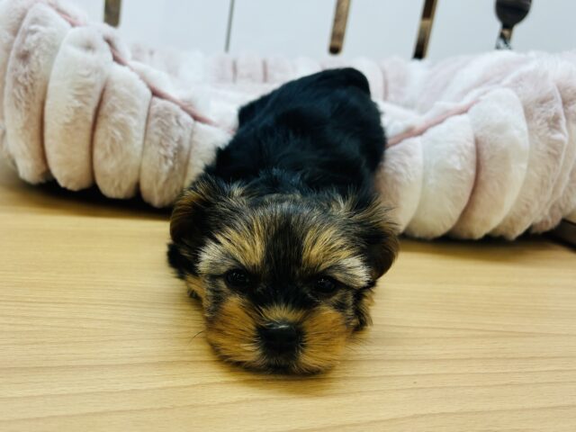 ヨークシャテリア