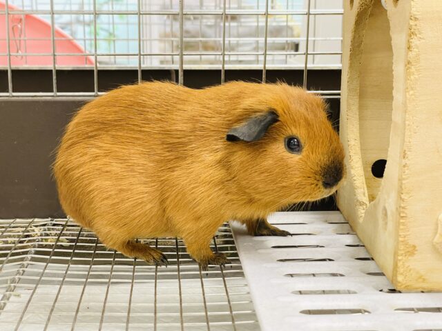 ロシアンスモークモルモット