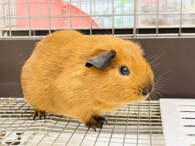 ロシアンスモークモルモット