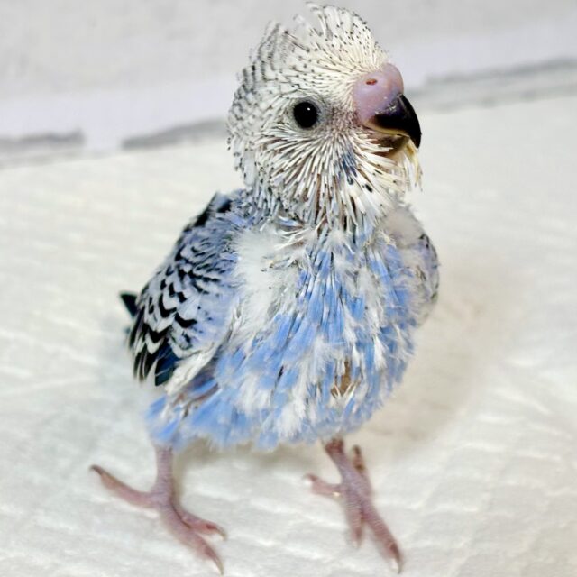 セキセイインコ