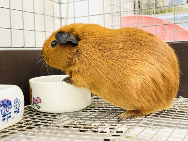 ロシアンスモークモルモット