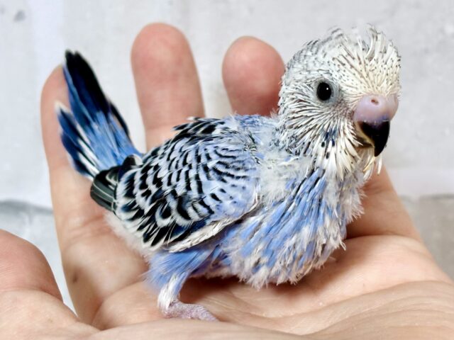 秋風が吹く中セキセイインコちゃんず来てくれました〜🎃🍁🌰 セキセイインコ